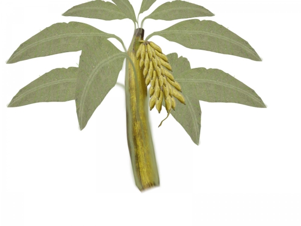 Creation of Plant with banana: Step 5